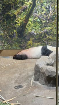 恩賜上野動物園に投稿された画像（2024/9/16）