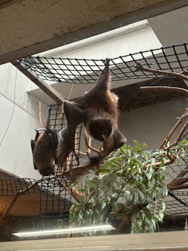 恩賜上野動物園に投稿された画像（2024/9/16）