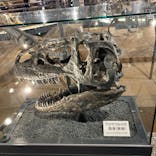 福井県立恐竜博物館に投稿された画像（2024/9/16）