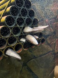 上越市立水族博物館 うみがたりに投稿された画像（2024/9/16）