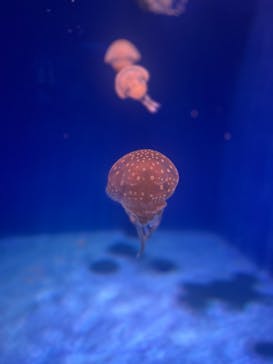 新江ノ島水族館に投稿された画像（2024/9/16）