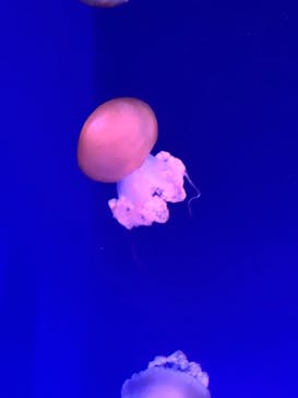 新江ノ島水族館に投稿された画像（2024/9/16）