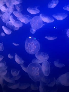 新江ノ島水族館に投稿された画像（2024/9/16）