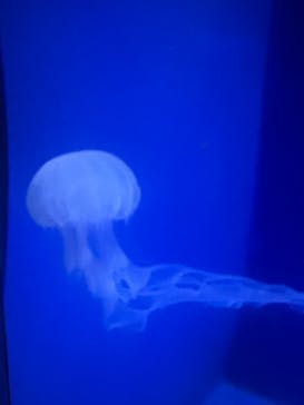 新江ノ島水族館に投稿された画像（2024/9/16）