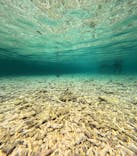 西表島 ADVENTURE PiPi（アドベンチャーピピ）に投稿された画像（2024/9/16）