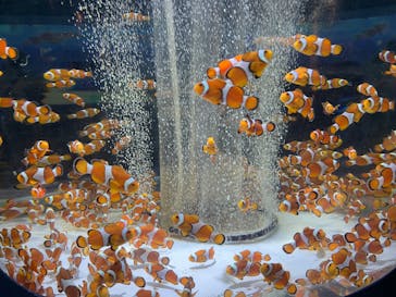 鴨川シーワールドに投稿された画像（2024/9/16）