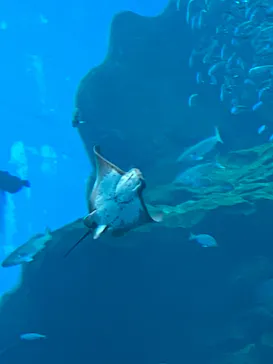 仙台うみの杜水族館に投稿された画像（2024/9/16）