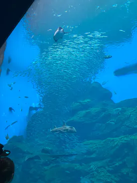 仙台うみの杜水族館に投稿された画像（2024/9/16）