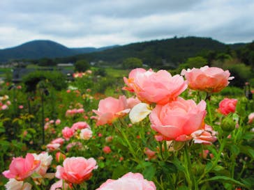 いばらきフラワーパークに投稿された画像（2024/9/16）