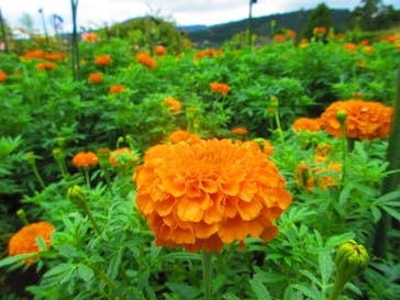 いばらきフラワーパークに投稿された画像（2024/9/16）