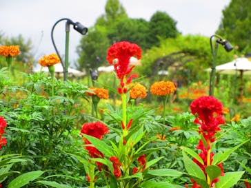 いばらきフラワーパークに投稿された画像（2024/9/16）