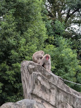 恩賜上野動物園に投稿された画像（2024/9/16）