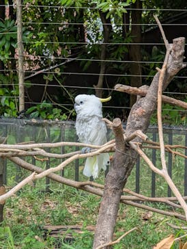 恩賜上野動物園に投稿された画像（2024/9/16）