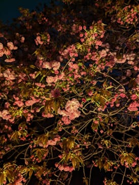 東京メガイルミに投稿された画像（2024/9/16）