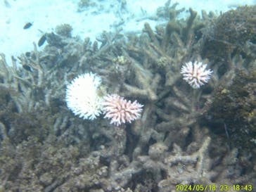 かりゆし石垣島に投稿された画像（2024/9/16）