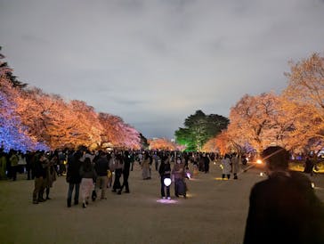 NAKED 桜の新宿御苑 2023に投稿された画像（2024/9/16）