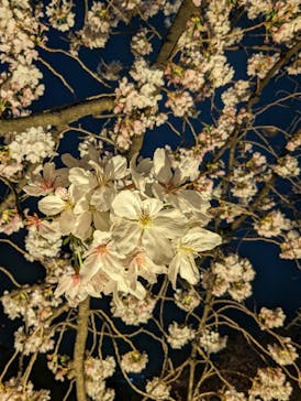 東京メガイルミに投稿された画像（2024/9/16）