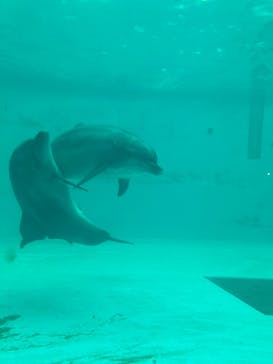 しながわ水族館に投稿された画像（2024/9/16）