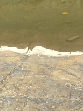 福井県立恐竜博物館に投稿された画像（2024/9/16）