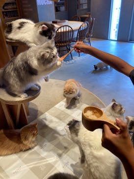 猫カフェモカ　神戸三宮店に投稿された画像（2024/9/16）