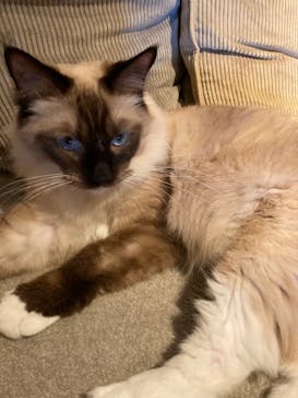 猫カフェモカ　神戸三宮店に投稿された画像（2024/9/16）