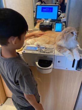 猫カフェモカ　神戸三宮店に投稿された画像（2024/9/16）