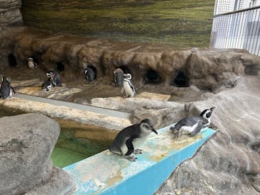 しながわ水族館に投稿された画像（2024/9/16）