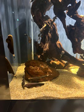 スマートアクアリウム静岡に投稿された画像（2024/9/16）