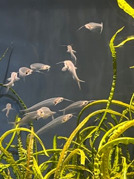 スマートアクアリウム静岡に投稿された画像（2024/9/16）