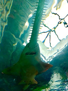 マクセル アクアパーク品川に投稿された画像（2024/9/16）