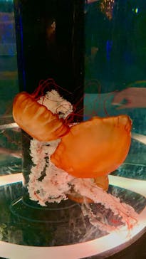 マクセル アクアパーク品川に投稿された画像（2024/9/16）