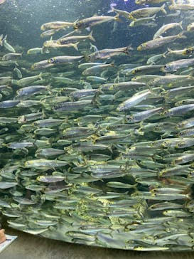 サンシャイン水族館に投稿された画像（2024/9/16）