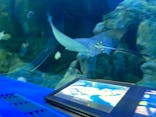しながわ水族館に投稿された画像（2024/9/16）