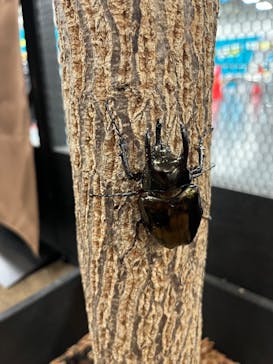 JOYPOLIS SPORTS（ジョイポリススポーツ） イオン仙台中山店に投稿された画像（2024/9/16）