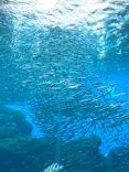 仙台うみの杜水族館に投稿された画像（2024/9/16）