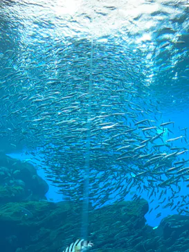 仙台うみの杜水族館に投稿された画像（2024/9/16）