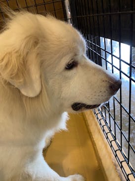 世界の名犬牧場に投稿された画像（2024/9/16）