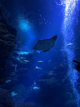 京都水族館に投稿された画像（2024/9/16）