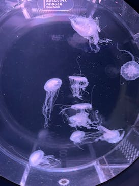 京都水族館に投稿された画像（2024/9/16）