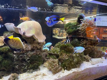 京都水族館に投稿された画像（2024/9/16）