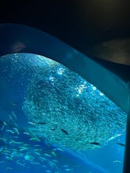 アクアワールド茨城県大洗水族館に投稿された画像（2024/9/16）