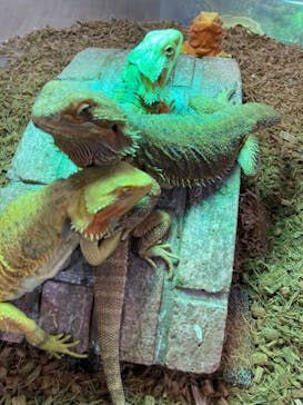 NARA IKIMONO MUSEUMに投稿された画像（2024/9/16）