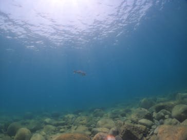 Diving Schoolテールアップ 福岡天神に投稿された画像（2024/9/16）