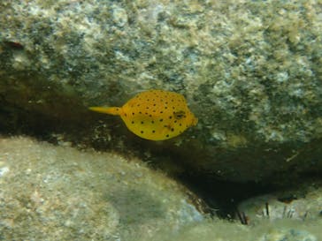 Diving Schoolテールアップ 福岡天神に投稿された画像（2024/9/16）