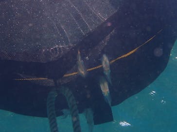 Diving Schoolテールアップ 福岡天神に投稿された画像（2024/9/16）