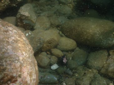 Diving Schoolテールアップ 福岡天神に投稿された画像（2024/9/16）