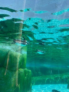 天王寺動物園に投稿された画像（2024/9/16）