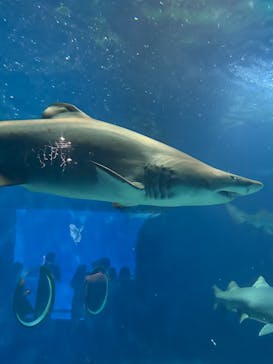 アクアワールド茨城県大洗水族館に投稿された画像（2024/9/16）