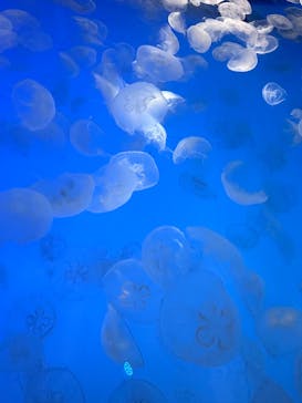 アクアワールド茨城県大洗水族館に投稿された画像（2024/9/16）