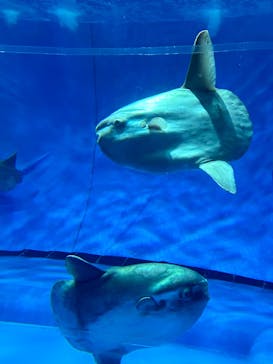 アクアワールド茨城県大洗水族館に投稿された画像（2024/9/16）